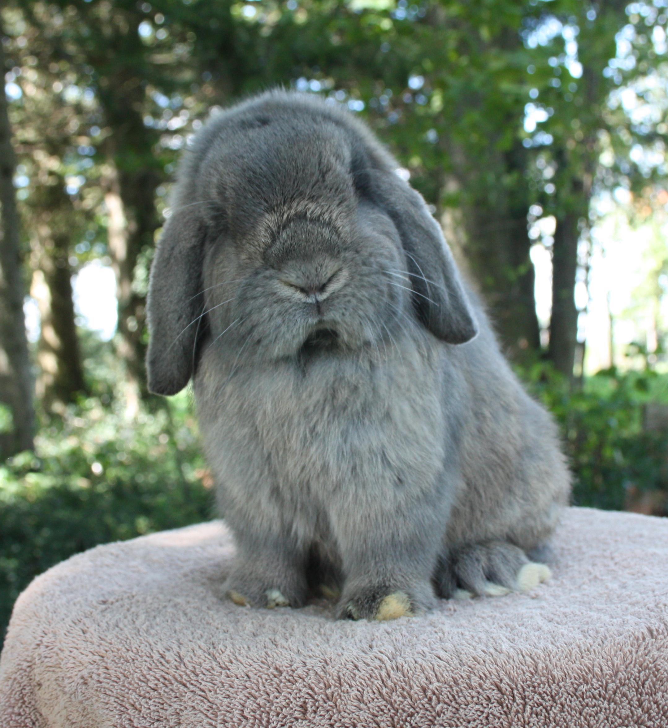 Steel Holland Lop Project
