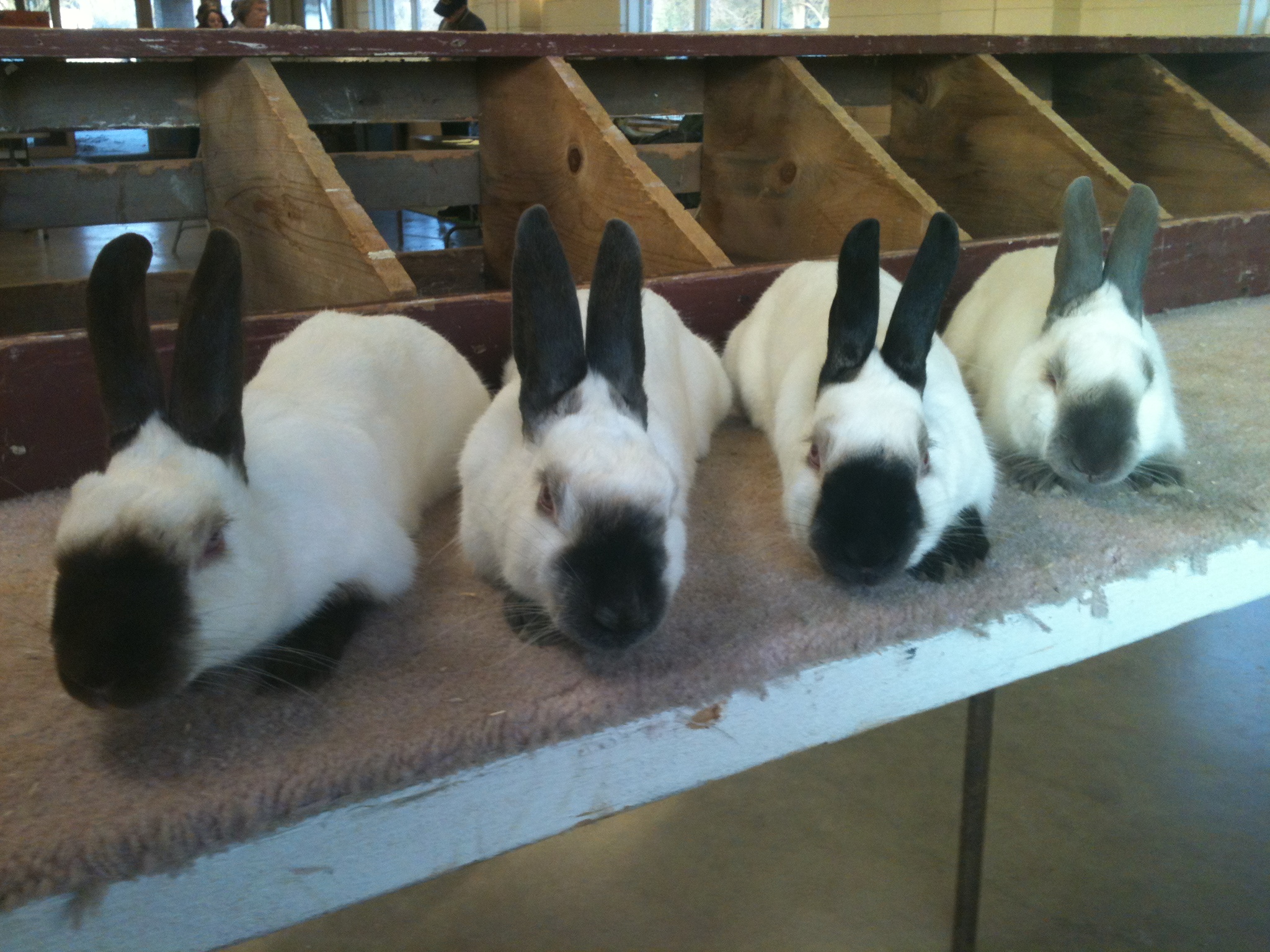 Four color varieties of the Himilayan rabbit breed.