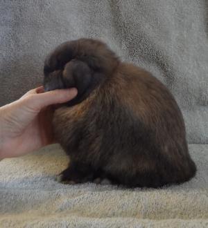 Tort holland lop doe.