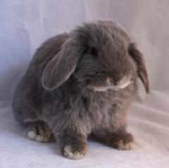 Lilac otter junior holland lop.