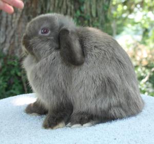 Chocolate sable holland lop doe.