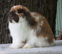 Broken tort holland lop.