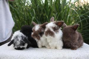 Litter sired by Milo.