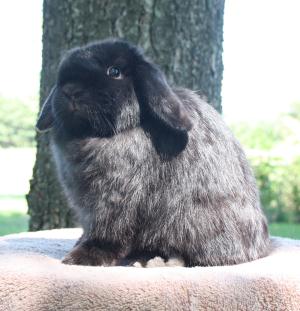 Black junior holland lop.