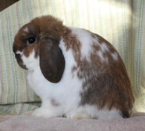Broken tort holland lop buck.