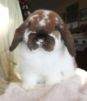 Broken tort holland lop buck.