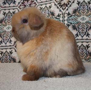 Chocolate tort junior buck.