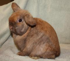 Chocolate tort senior buck.