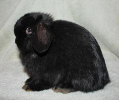 Black Chocolate carrier junior buck.