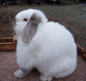 Blue Pointed White holland lop.