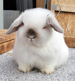 Lilac PW holland lop.