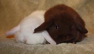 Black junior holland lop.