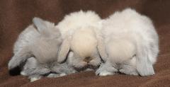Smoke pearl, sable point and blue point holland lop kits.