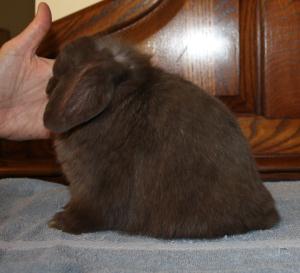 Chocolate holland lop doe.