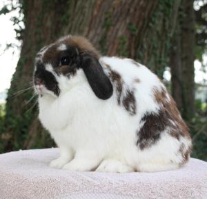 Broken tort holland lop doe.