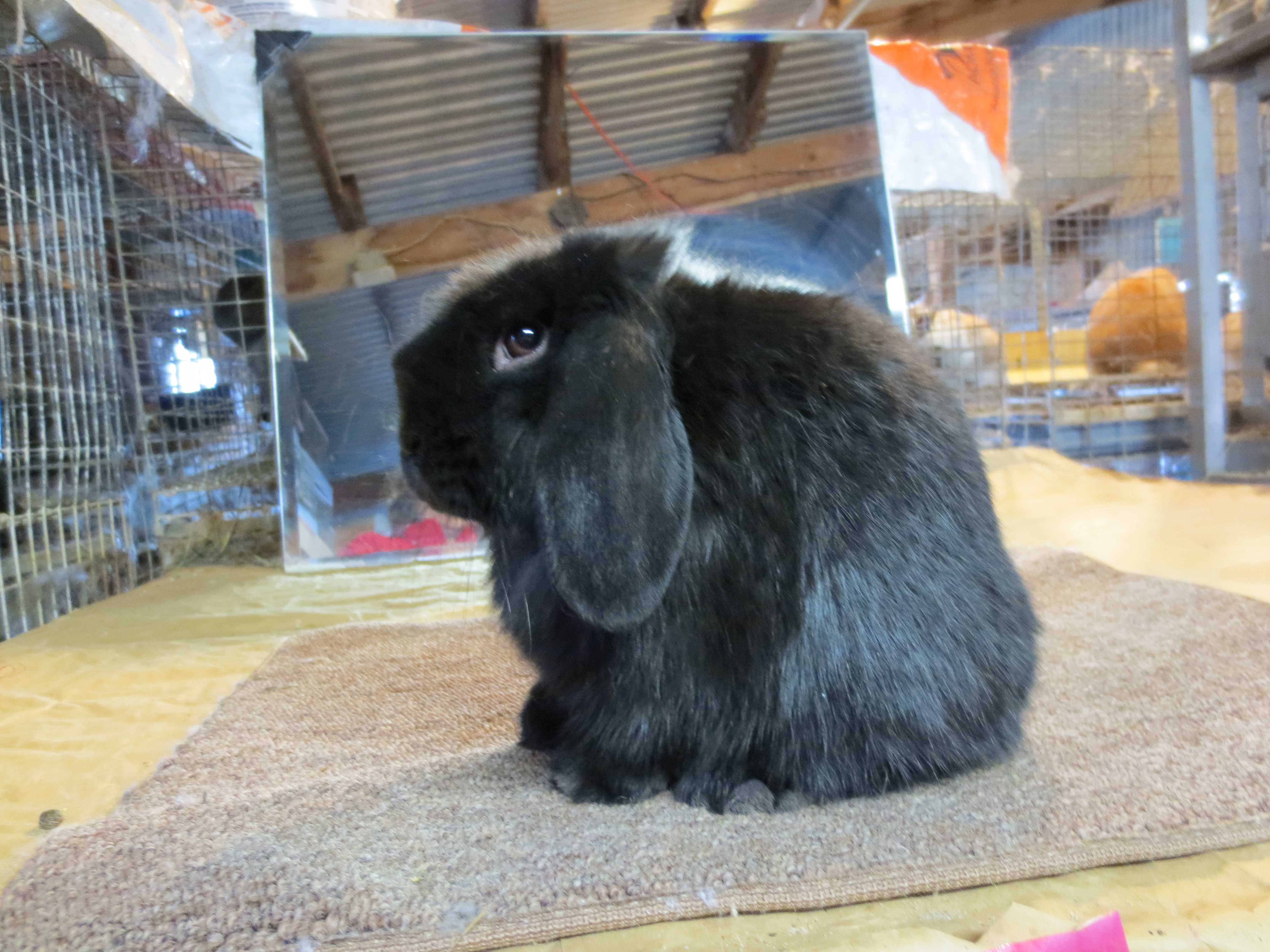 Rabbit Grey Lop Bunny Standing by Mark Taylor