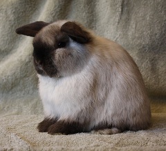 Sable Point junior holland lop buck.