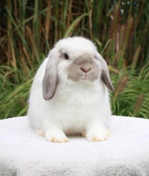 Broken Sable Point junior holland lop buck.