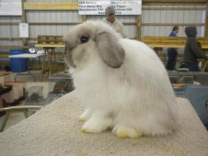 Broken Sable Point junior holland lop buck.