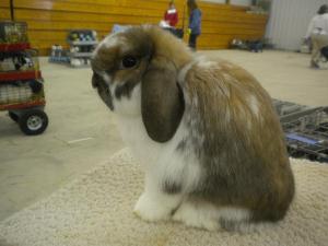 Broken tort junior holland lop buck.