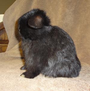 Black senior holland lop buck.