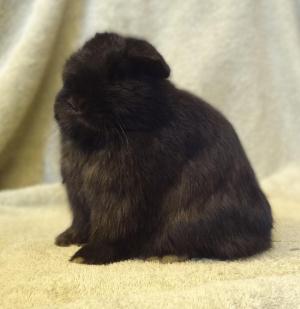 Black senior holland lop buck.
