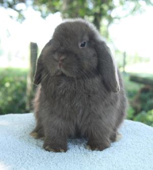 Chocolate holland lop buck.